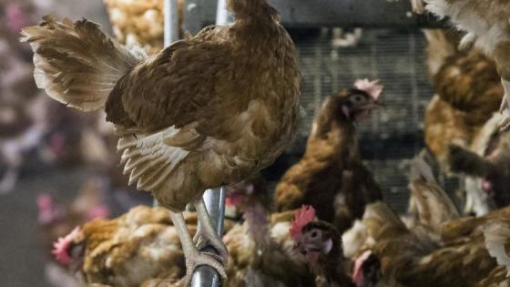 Chicken are pictured lock in a poultry farm in Bergentheim November 10, 2016 following the discovery of bird flu among wild birds in Europe.
Poultry farmers in The Netherlands have been ordered to lock up their flocks, after a dangerous variant of the bird flu (H5N8 strain) is spreading across Germany and other European countries. According to the state of Schleswig-Holstein, dead wild birds were also reported at Lake Constance in Baden-Wuerttemberg, Switzerland and Austria. / AFP / ANP / Vincent Jannink / Netherlands OUT (Photo credit should read VINCENT JANNINK/AFP/Getty Images)